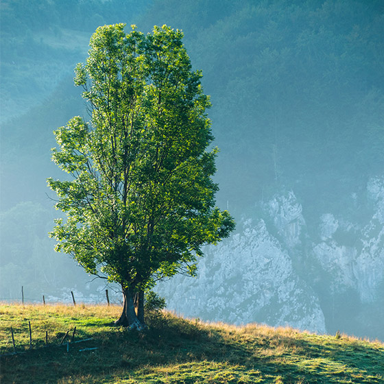 care-for-planet-image